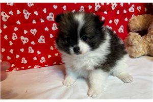 Rebecca - puppy for sale