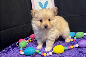 Chip - Pomeranian for sale
