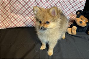 Nicole - Pomeranian for sale