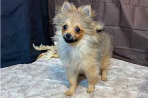 Chadwick - Pomeranian for sale