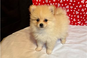 Stephanie - puppy for sale