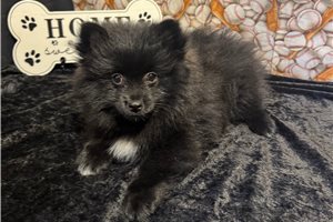 Pickles - Pomeranian for sale