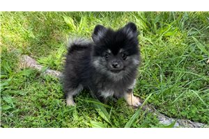 Slade - Pomeranian for sale
