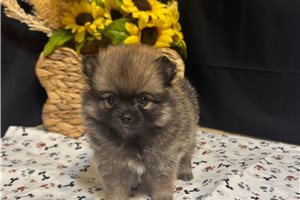 Lacey - puppy for sale