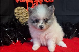 Chloe - puppy for sale
