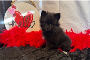 Bessie - puppy for sale