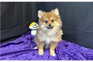 Cedric - Pomeranian for sale