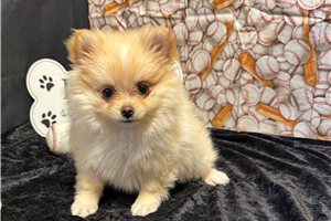 Creampuff - Pomeranian for sale