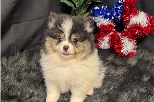 Gordy - Pomeranian for sale