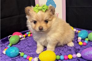 Creampuff - Pomeranian for sale