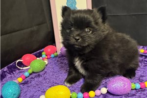 Pickles - puppy for sale