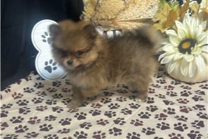 Goldie - Pomeranian for sale