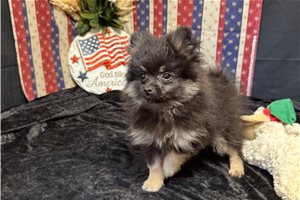 Lawson - Pomeranian for sale