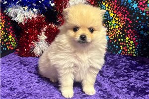 Haven - Pomeranian for sale