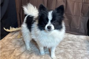 Dervish - Pomeranian for sale