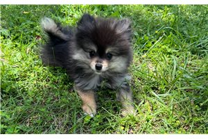 Samuel - Pomeranian for sale
