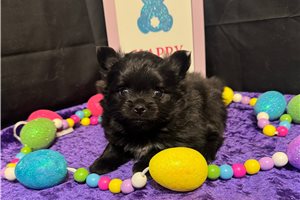 Beans - puppy for sale