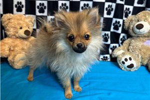 Gordan - Pomeranian for sale