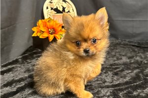 Isaiah - Pomeranian for sale
