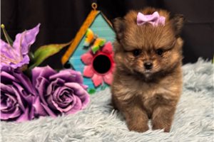 Goldie - puppy for sale