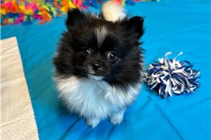 Scarlett - Pomeranian for sale