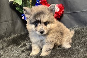 Argo - puppy for sale