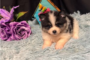 Goose - Pomeranian for sale