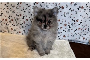 Stella - Pomeranian for sale