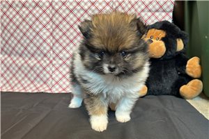 Kash - Pomeranian for sale