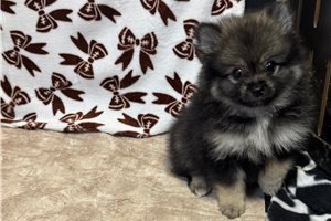 Archie - puppy for sale