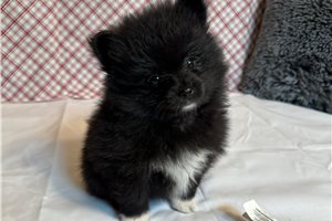 Thomas - Pomeranian for sale