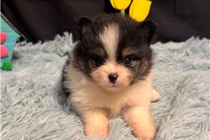 Gordy - puppy for sale