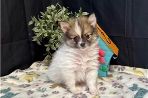 Camila - Pomeranian for sale