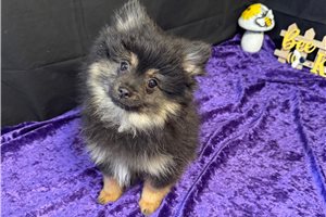 Champ - puppy for sale