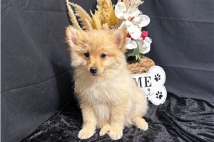 Chip - puppy for sale