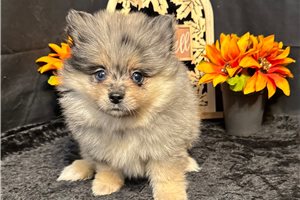 Freddie - Pomeranian for sale