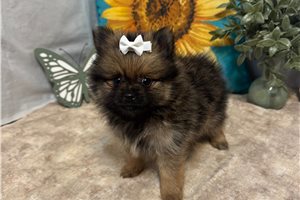 Nora - Pomeranian for sale