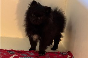 Beans - Pomeranian for sale