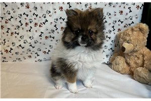 Kash - Pomeranian for sale