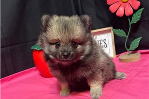Ziggy - Pomeranian for sale