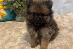 Nora - Pomeranian for sale