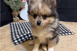 Beta - puppy for sale