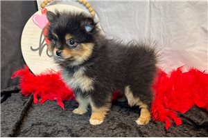 Cara - puppy for sale