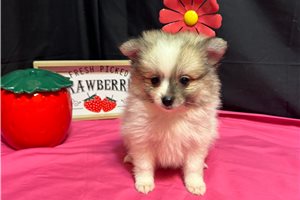 Zeke - Pomeranian for sale