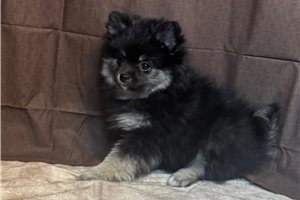 Zara - Pomeranian for sale