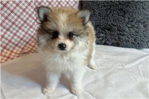 Taz - Pomeranian for sale