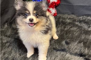 Goose - Pomeranian for sale