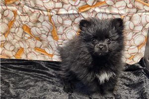 Beans - Pomeranian for sale