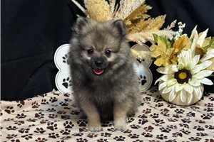 Ziggy - Pomeranian for sale