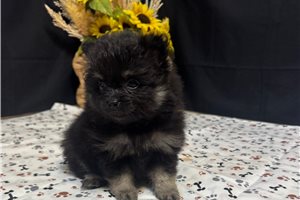 Lawson - puppy for sale